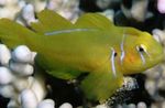 Aquarium Fishes Citron Clown Goby  Photo and characteristics