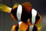  Clarkii Clownfish  Photo and characteristics