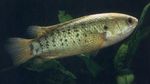 Photo Aquarium Fishes Climbing Perch characteristics