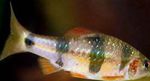 Aquarium Fishes Clown Barb  Photo and characteristics