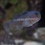 Aquarium Fishes Clown Goby Black  Photo and characteristics