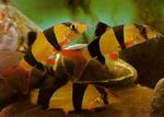 Aquarium Fishes Clown loach  Photo and characteristics
