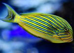 Aquarium Fishes Clown Tang  Photo and characteristics