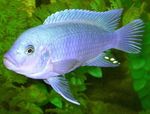 Photo Aquarium Fishes Cobalt Blue Zebra Cichlid characteristics