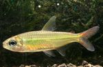 fotoğraf Akvaryum Balıkları Colletts Tetra özellikleri