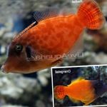  Colored Filefish  Photo and characteristics