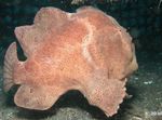  Commerson's frogfish (Commersons anglerfish)  Photo and characteristics