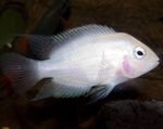 Photo Aquarium Fishes Convict Cichlid characteristics
