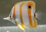  Copperband Butterflyfish  Photo and characteristics