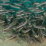 Coral Catfish  Photo and characteristics