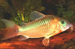 Photo Aquarium Fishes Corydoras aeneus characteristics