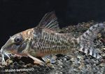 Aquarium Fishes Corydoras blochi  Photo and characteristics