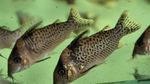 fotoğraf Akvaryum Balıkları Corydoras Punctatus özellikleri