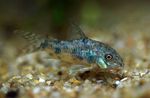 Aquarium Fishes Corydoras undulates  Photo and characteristics