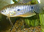 Photo Aquarium Fishes Cosby gourami characteristics