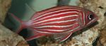 Pesci d'Acquario Corona Squirrelfish, Sargocentron diadema Rosso foto, descrizione e la cura, la coltivazione e caratteristiche