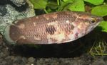 Aquarium Fish Ctenopoma oxyrhynchum Gold Photo, description and care, growing and characteristics