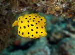  Cubicus Boxfish  Photo and characteristics