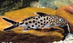 Aquarium Fish Cuckoo Synodontis, Synodontis multipunctatus Spotted Photo, description and care, growing and characteristics