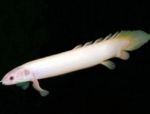 Photo Aquarium Fishes Cuvier Bichir characteristics