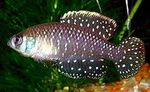 Photo Aquarium Fishes Cynolebias nigripinnis characteristics