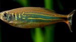 Aquarium Fish Danio devario Striped Photo, description and care, growing and characteristics