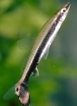  Diptail Pencilfish  Photo and characteristics