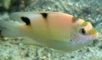 Photo Aquarium Fishes Dischistodus characteristics