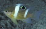 Pesci d'Acquario Dischistodus Strisce foto, descrizione e la cura, la coltivazione e caratteristiche