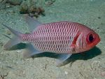  Doubletooth Soldierfish  Photo and characteristics