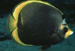  Dusky Butterflyfish  Photo and characteristics