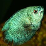 Photo Aquarium Fishes Dwarf Gourami characteristics