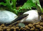 Aquarium Fishes Dwarf Otocinclus  Photo and characteristics