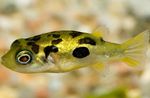 Aquarium Fishes Dwarf Puffer  Photo and characteristics