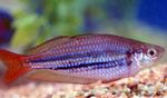  Dwarf rainbowfish  Photo and characteristics