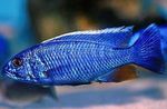 Photo Aquarium Fishes Electric Blue Hap, Electric Blue Cichlid characteristics