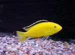 Freshwater Fish Photo Electric Yellow Cichlid 