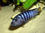 Photo Aquarium Fishes Elongatus characteristics