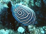 Emperor Angelfish, Pomacanthus imperator Striped Photo, description and care, growing and characteristics