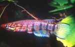 Aquarium Fishes Epiplatys  Photo and characteristics