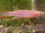 Photo Aquarium Fishes Epiplatys characteristics