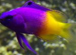 Aquarium Fish Fairy Basslet, Gramma loreto, Royal gramma Purple Photo, description and care, growing and characteristics