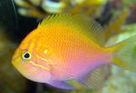 Aquarium Fishes Fathead Sunburst Anthias  Photo and characteristics