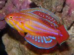 Aquarium Fishes Filamented flasher-wrasse  Photo and characteristics