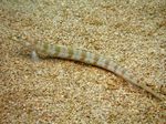 Aquarium Fishes Filamented Sand Eel Diver (Spotted Sand Diver)  Photo and characteristics