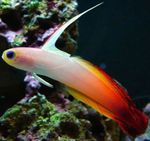  Firefish  Photo and characteristics