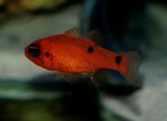 Aquarium Fishes Flame Cardinal  Photo and characteristics