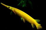 Akvarijske Ribice Florida Gar, Lepisosteus platyrhincus rumena fotografija, opis in nega, rast in značilnosti