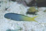Photo Aquarium Fishes Forktail Blenny, Yellowtail Fangblenny characteristics