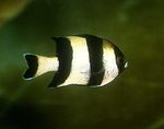  Four Stripe Damselfish  Photo and characteristics